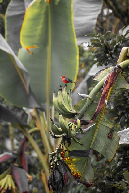 Foto un pájaro se sienta en un árbol de plátanos con un montón de plátanos.