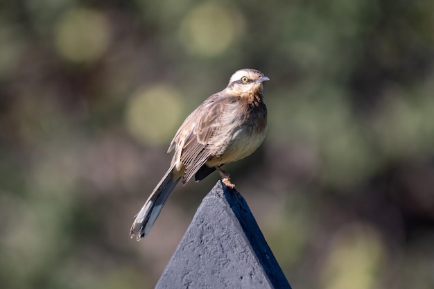 Un pájaro se sienta en un cartel en el parque.