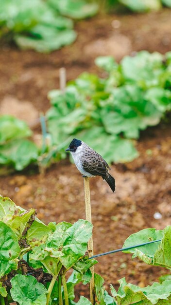 Un pájaro se sienta en un palo en un jardín.