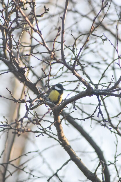 El pájaro se sienta en la rama de un árbol