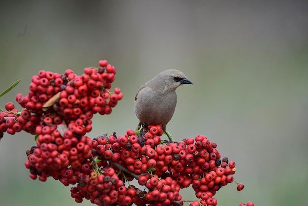 Un pájaro se sienta en una rama de una baya roja.