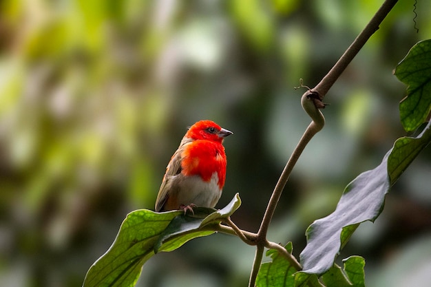 Un pájaro se sienta en una rama con una hoja verde al fondo.