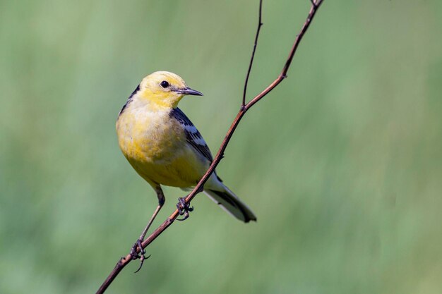 El pájaro se sienta en una rama