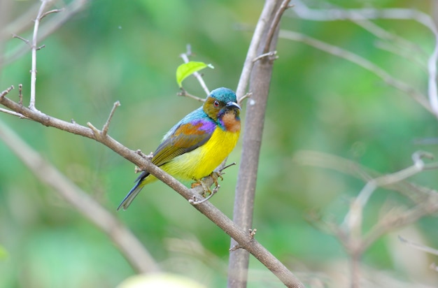 Pájaro solar de garganta marrón Anthreptes malacensis Aves macho hermosas de Tailandia