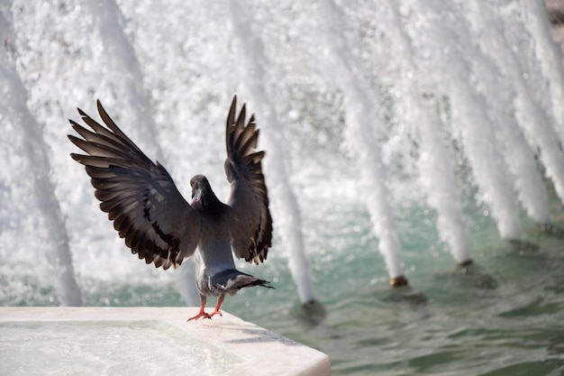 El pájaro solitario junto a la fuente vive en un entorno urbano.