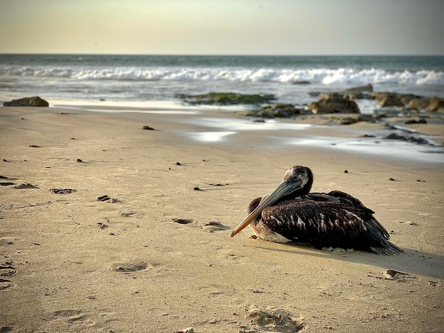 Foto un pájaro solitario en la playa de mancora