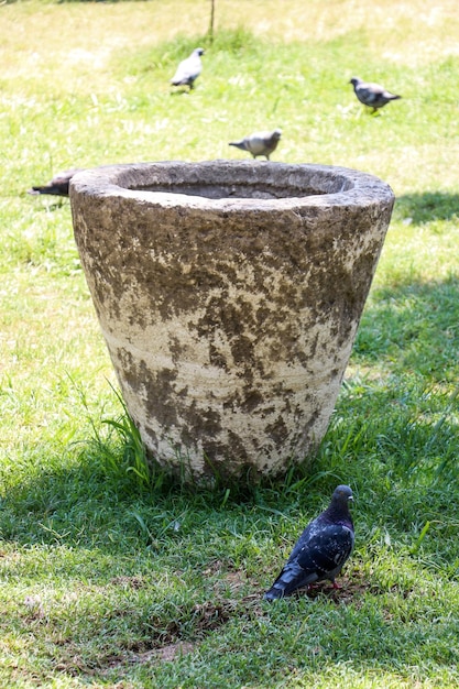 El pájaro solitario vive en el entorno natural