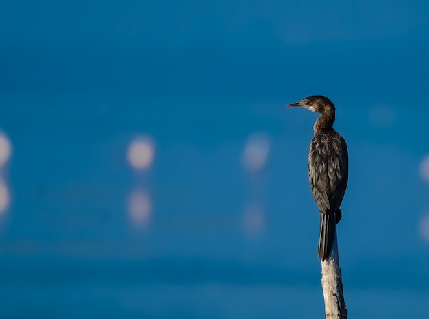 Foto pájaro solitario