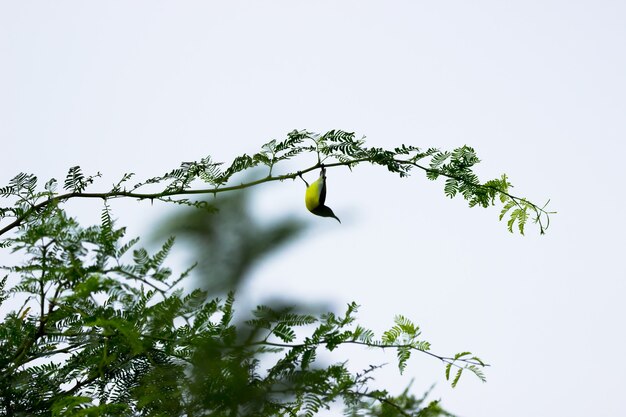 Un pájaro en su hábitat natural durante un día agradable