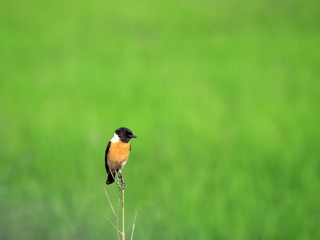 Pájaro de tarabilla oriental en el campo