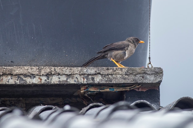 Foto pájaro en el techo