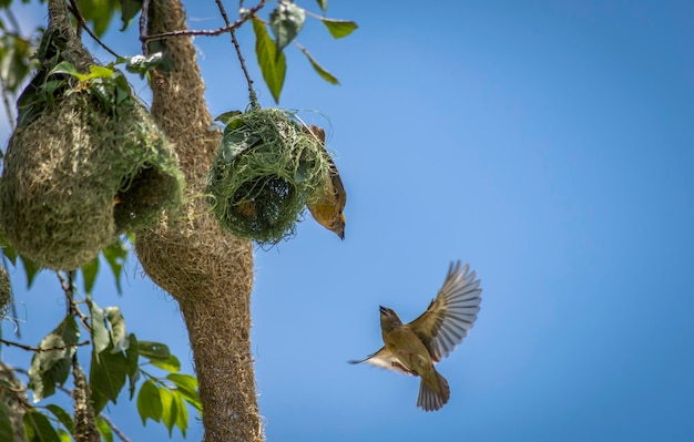 El pájaro tejedor de la baya construyendo el nido