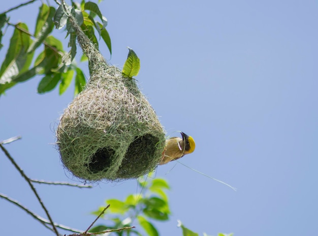 El pájaro tejedor de la baya construyendo el nido