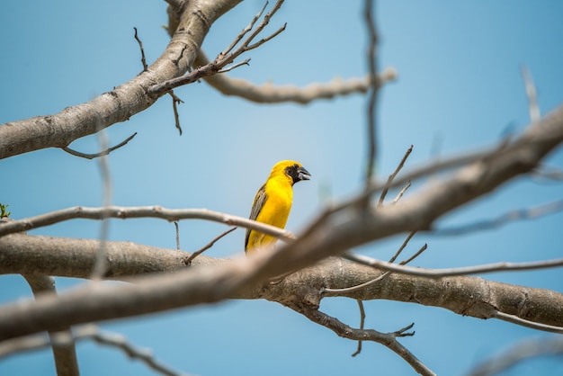 Pájaro (tejedor dorado asiático, Ploceus hypoxanthus) color amarillo, dorado y negro masculino