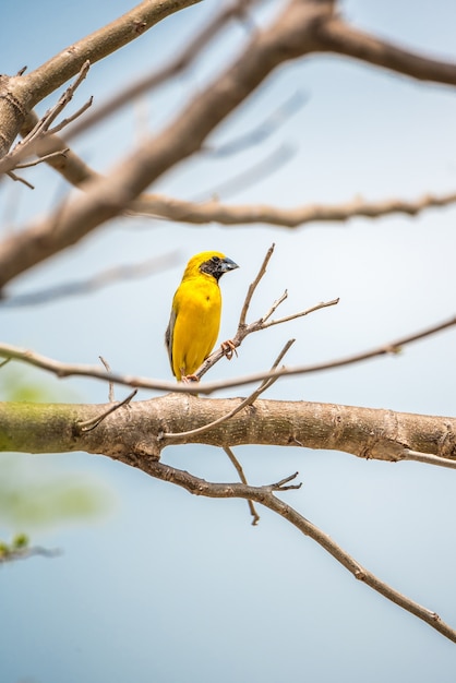 Pájaro (tejedor dorado asiático, Ploceus hypoxanthus) color amarillo, dorado y negro masculino