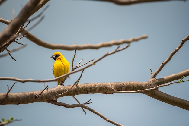 Foto pájaro (tejedor dorado asiático, ploceus hypoxanthus) color amarillo, dorado y negro masculino