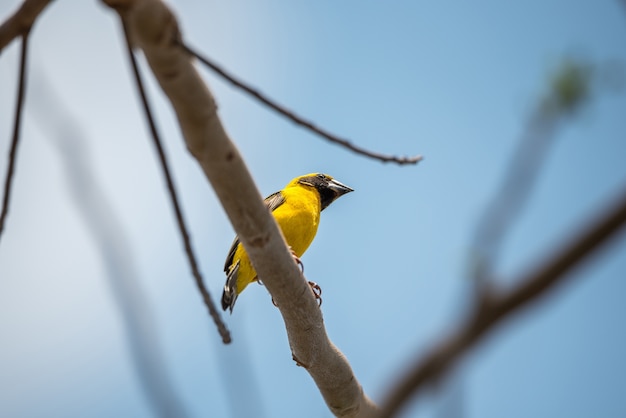 Pájaro (tejedor dorado asiático, Ploceus hypoxanthus) color amarillo, dorado y negro masculino