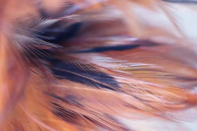 Foto pájaro, textura de plumas de pollo para el fondo