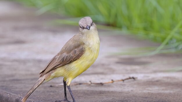 Foto pájaro tirano adulto de ganado