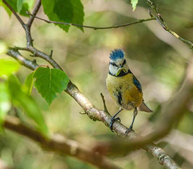 pájaro tit azul con gusano en el pico