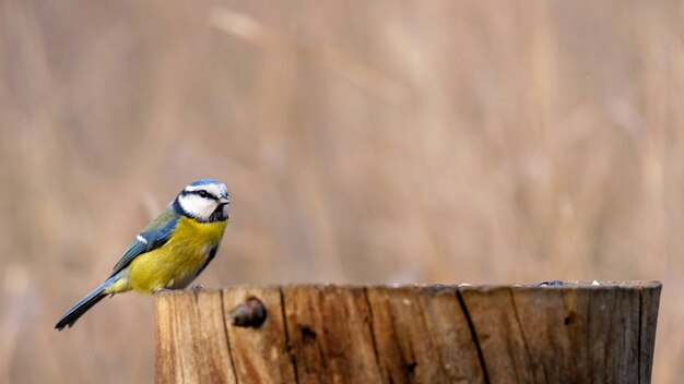 Pájaro tit azul sentado en un palo en el bosque Cyanides caeruleus.