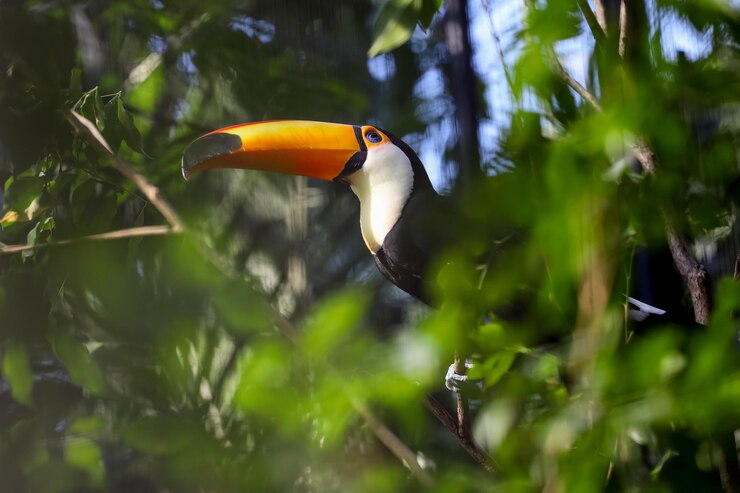 El pájaro toco toucan en el árbol de madera