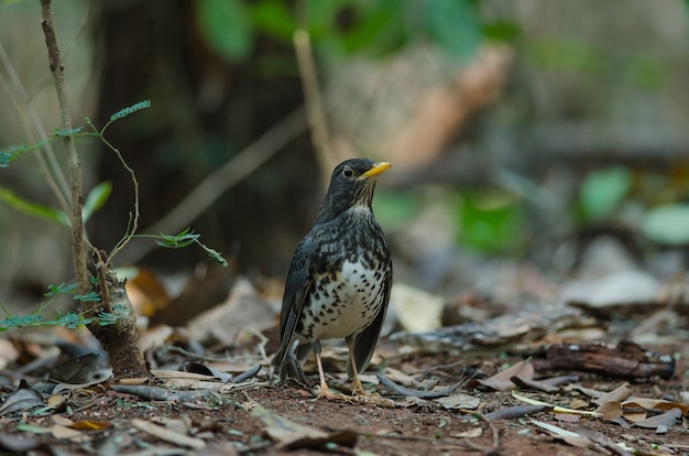 Pájaro del tordo japonés (Turdus cardis)