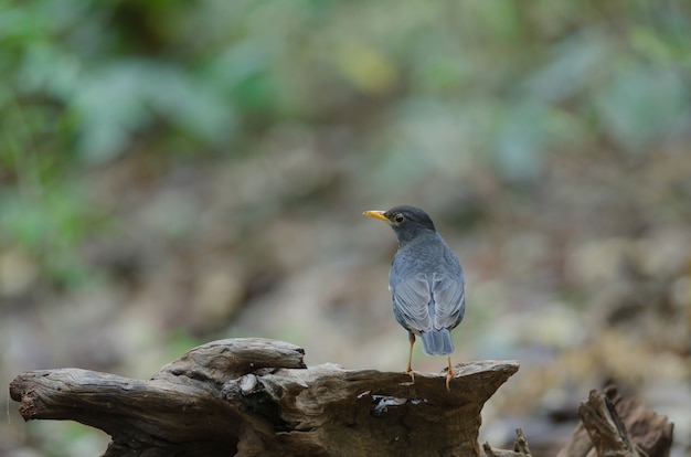 Pájaro del tordo japonés (Turdus cardis)