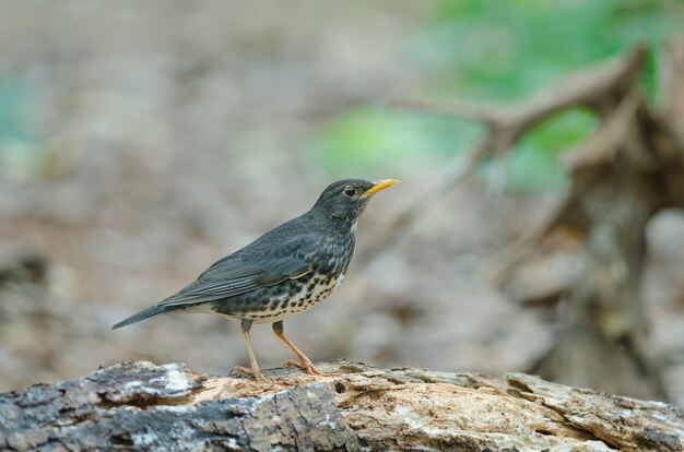 Pájaro del tordo japonés (Turdus cardis)