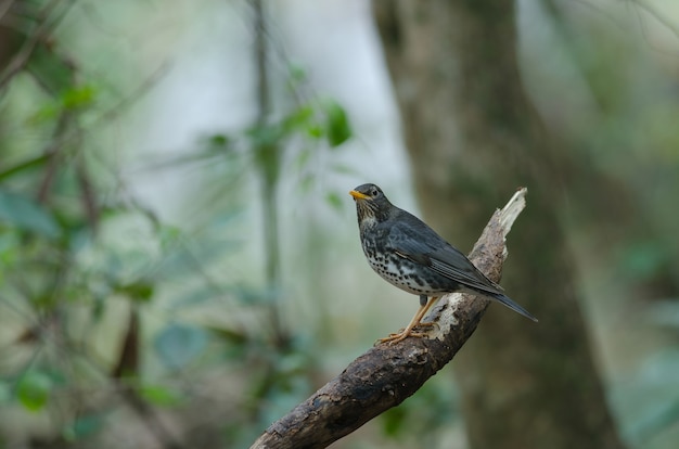 Pájaro del tordo japonés (Turdus cardis)