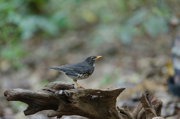 Pájaro del tordo japonés (Turdus cardis)