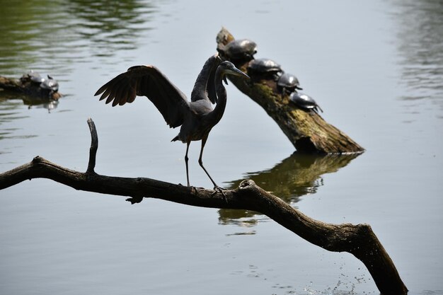 Foto pájaro en una tortuga de lago en el fondo