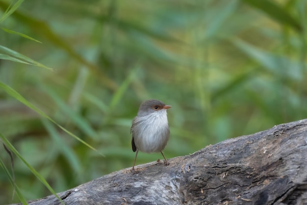 Foto un pájaro está en un tronco con un fondo verde.