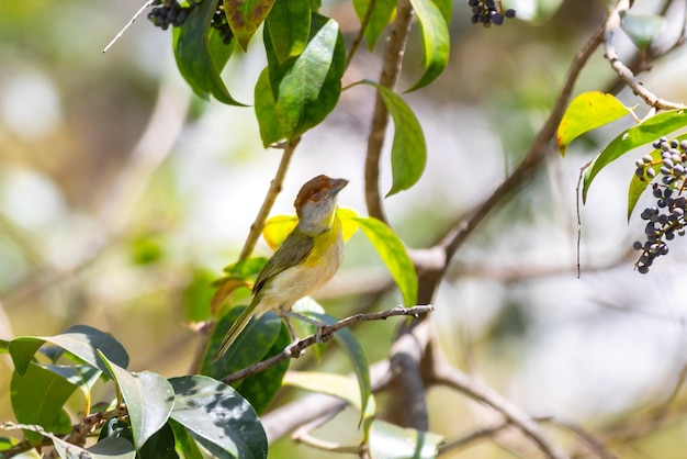 El pájaro tropical conocido como quotpitiguariquot Cyclarhis gujanensis en enfoque selectivo