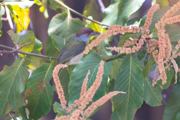 El pájaro tropical conocido como quotpitiguariquot Cyclarhis gujanensis en enfoque selectivo