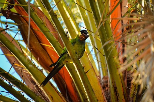 pájaro tropical loro