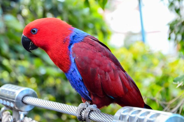 pájaro tropical loro