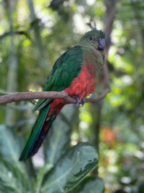 Pájaro tropical en una rama