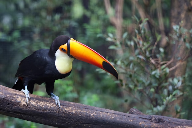 El pájaro tucán toco en el árbol de madera en el bosque