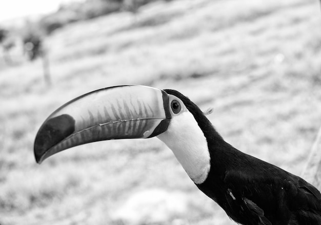 Pájaro tucán toco con pico grande sobre fondo natural en boca de valeria brasil Concepto de hábitat de vida silvestre y naturaleza