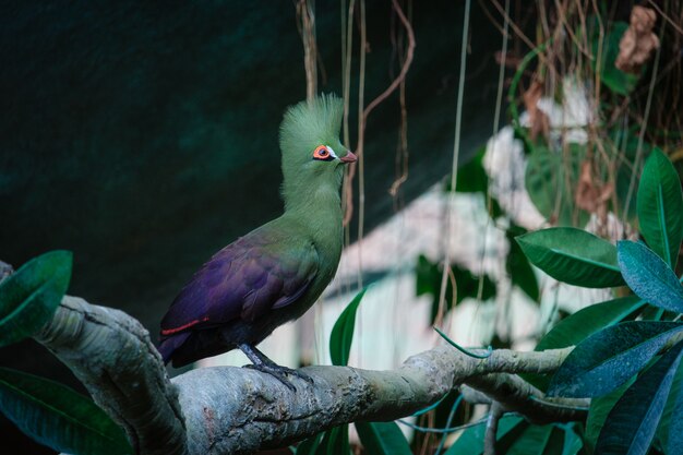 El pájaro turaco verde en el parque verde