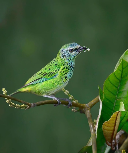 Foto un pájaro verde y azul con un pico que está sentado en una rama.