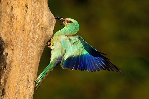 Pájaro verde picoteando un tronco