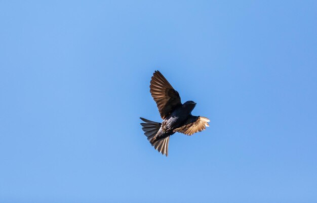 Foto el pájaro volador de martín púrpura progne subis en sarasota, florida