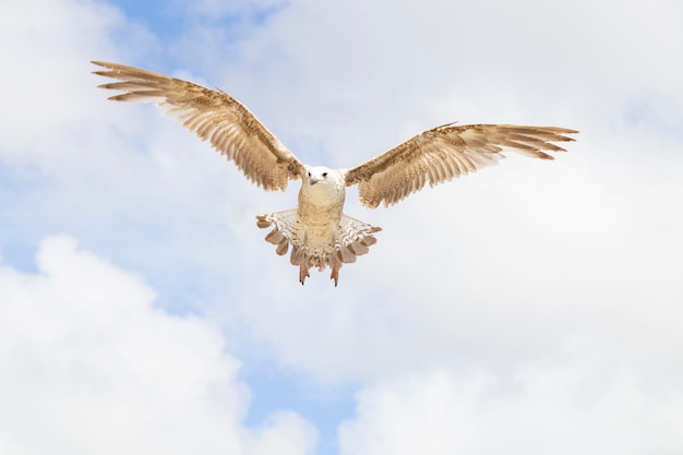 Foto pájaro volando con alas abiertas y cielo azul.