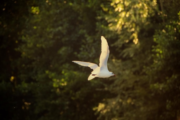 Foto un pájaro volando en el bosque