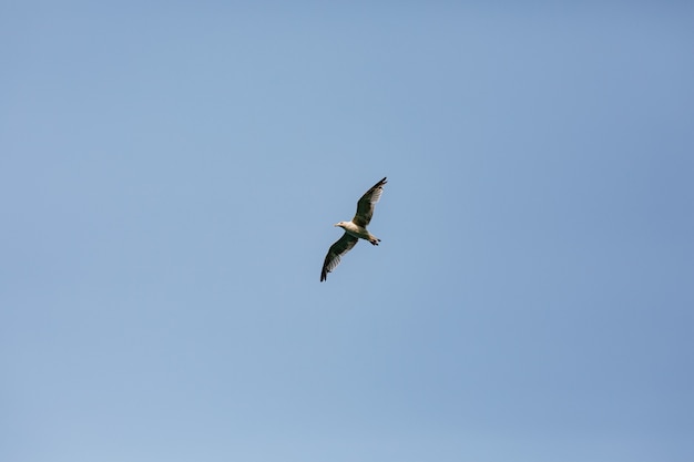 Un pájaro volando en el cielo azul claro.