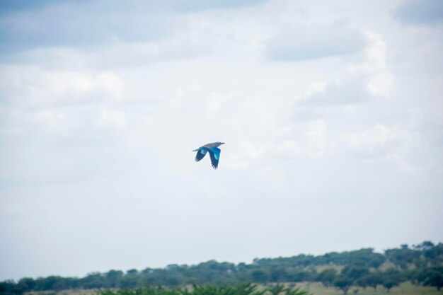 Foto un pájaro volando en el cielo con una cola azul.