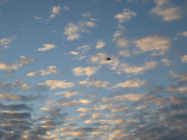 Pájaro volando en el cielo coudy en segundo plano.