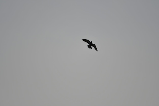 Un pájaro volando en el cielo con un fondo blanco.